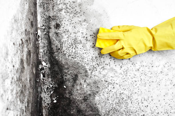 Professional Mold Removal in Kidron, OH