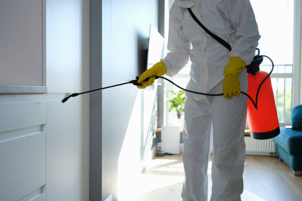Best Home Mold Removal  in Kidron, OH