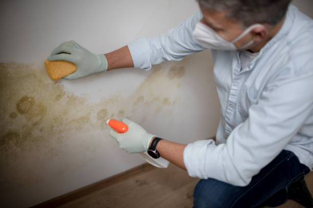 Best Toxic Mold Removal  in Kidron, OH