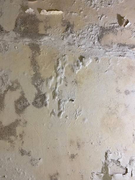 Best Local Mold Removal Service  in Kidron, OH