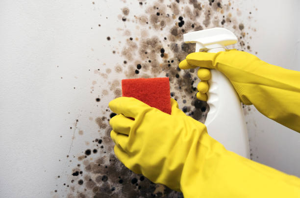 Best Mold Remediation  in Kidron, OH