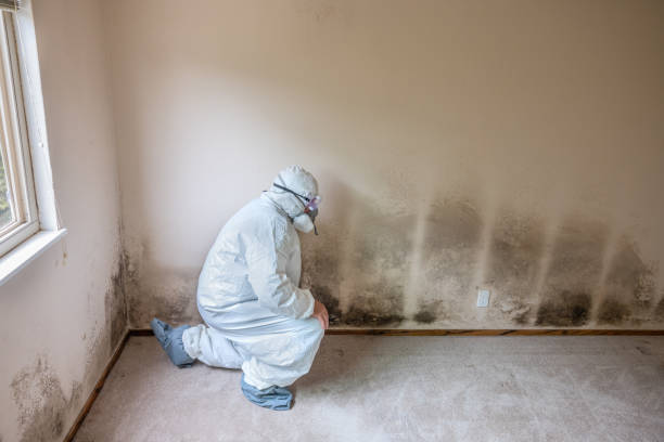 Best Mold Remediation Experts  in Kidron, OH