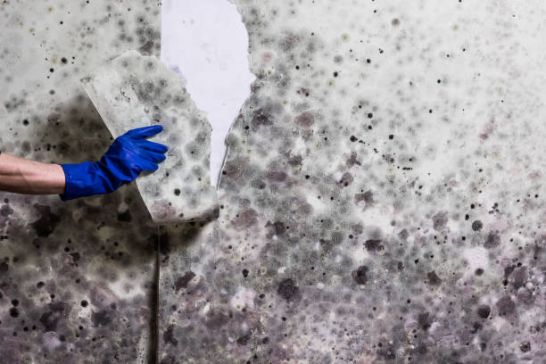 Best Mold Damage Repair  in Kidron, OH
